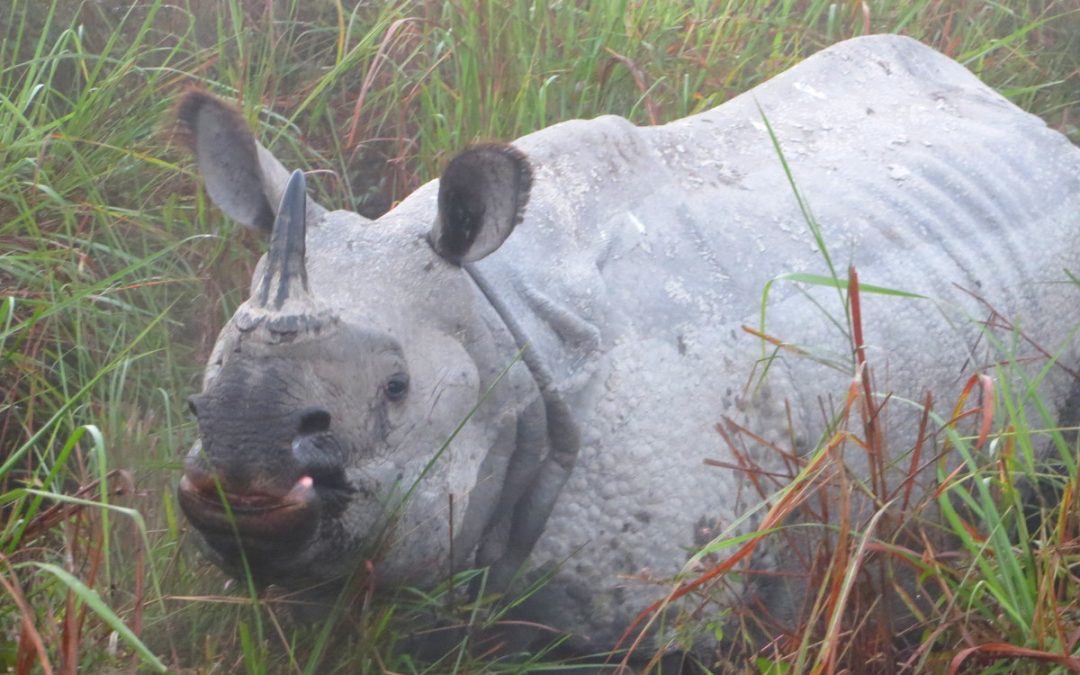 Tjuvjägare i Kaziranga nationalpark, Assam nordöstra Indien