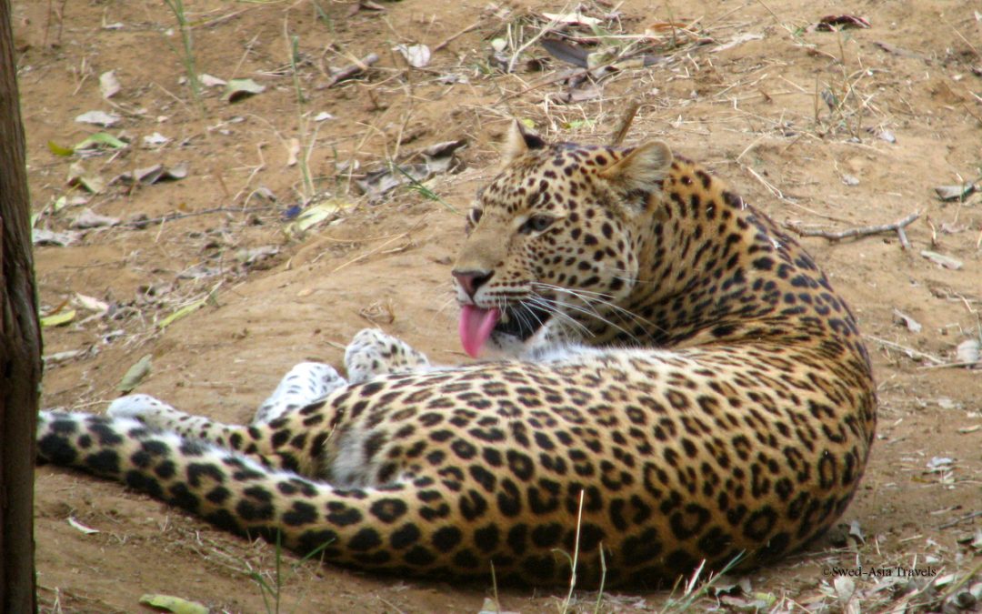 Leopard i Indien