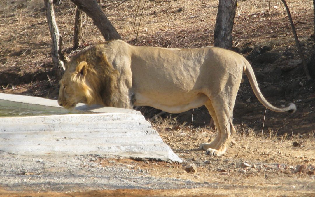 Sensation i lejonreservatet Sasan Gir, Indien